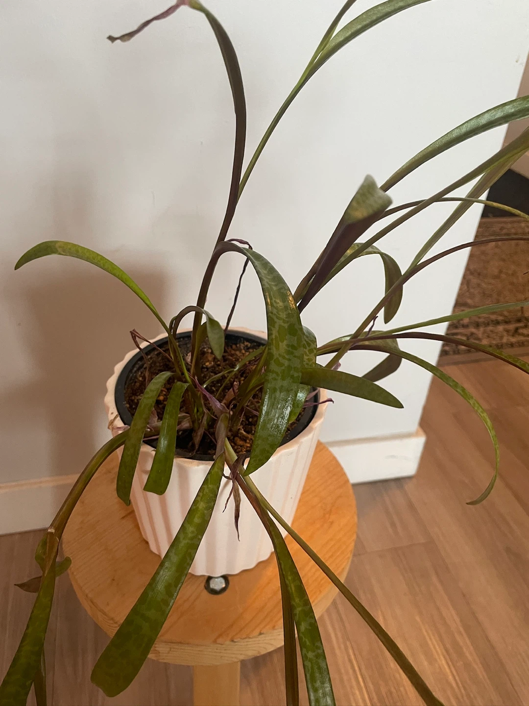 Leopard lily plant with decorative pot - photo 2