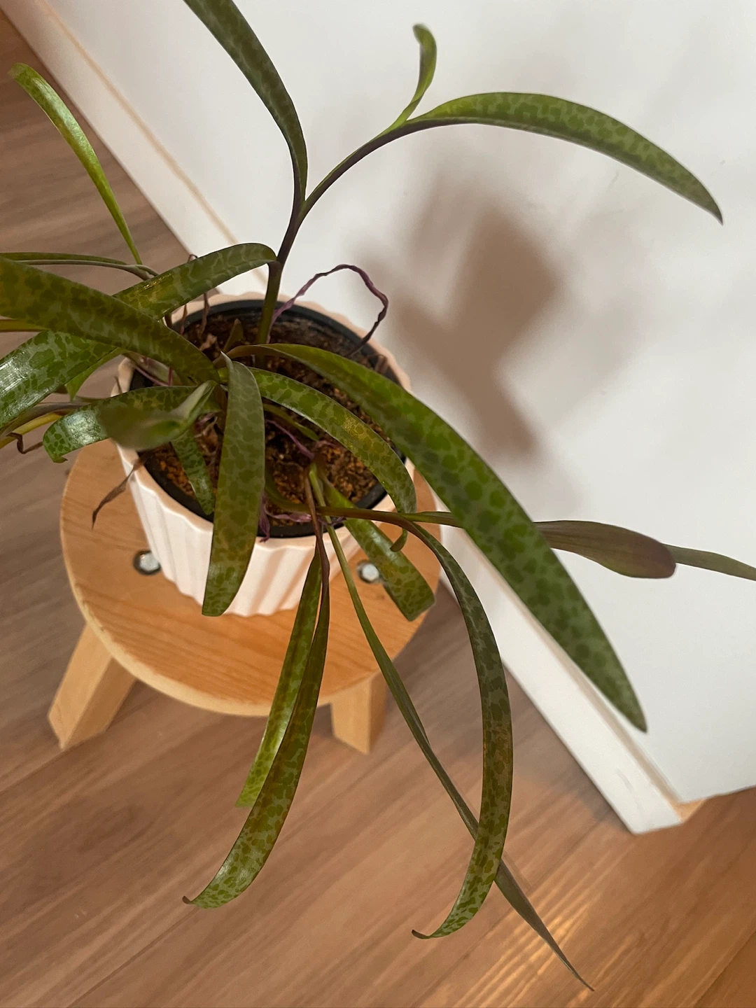 Leopard lily plant with decorative pot - photo 4