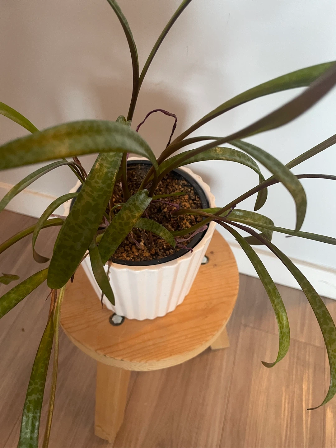 Leopard lily plant with decorative pot - photo 3