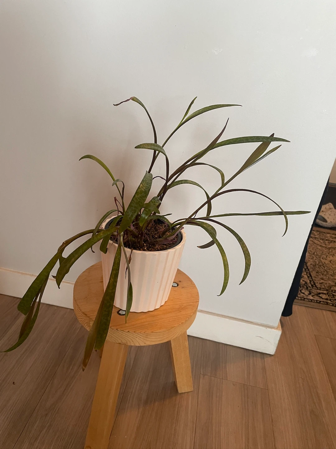 Leopard lily plant with decorative pot