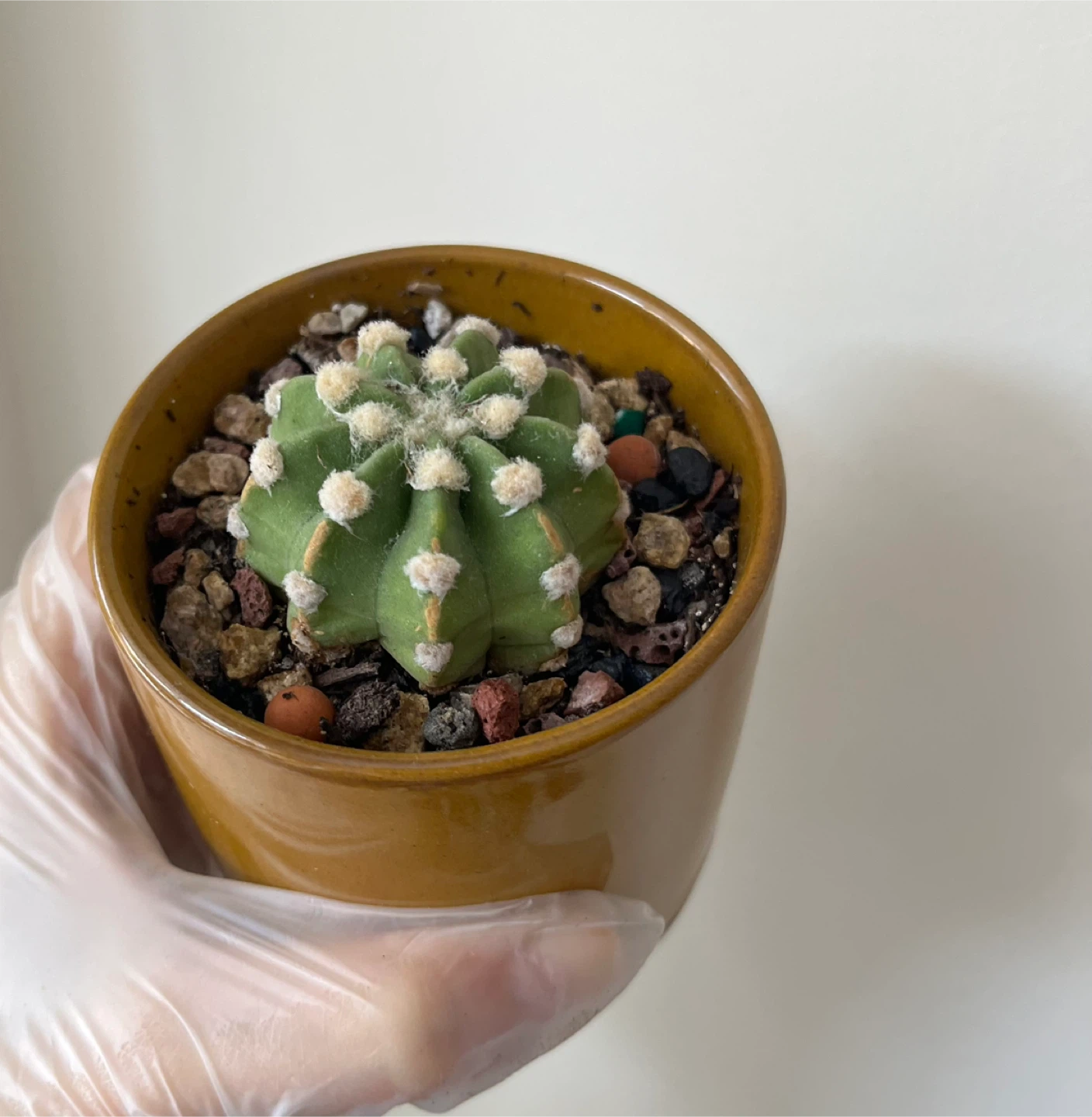 Cactus in 3.5” Ceramic Pot
