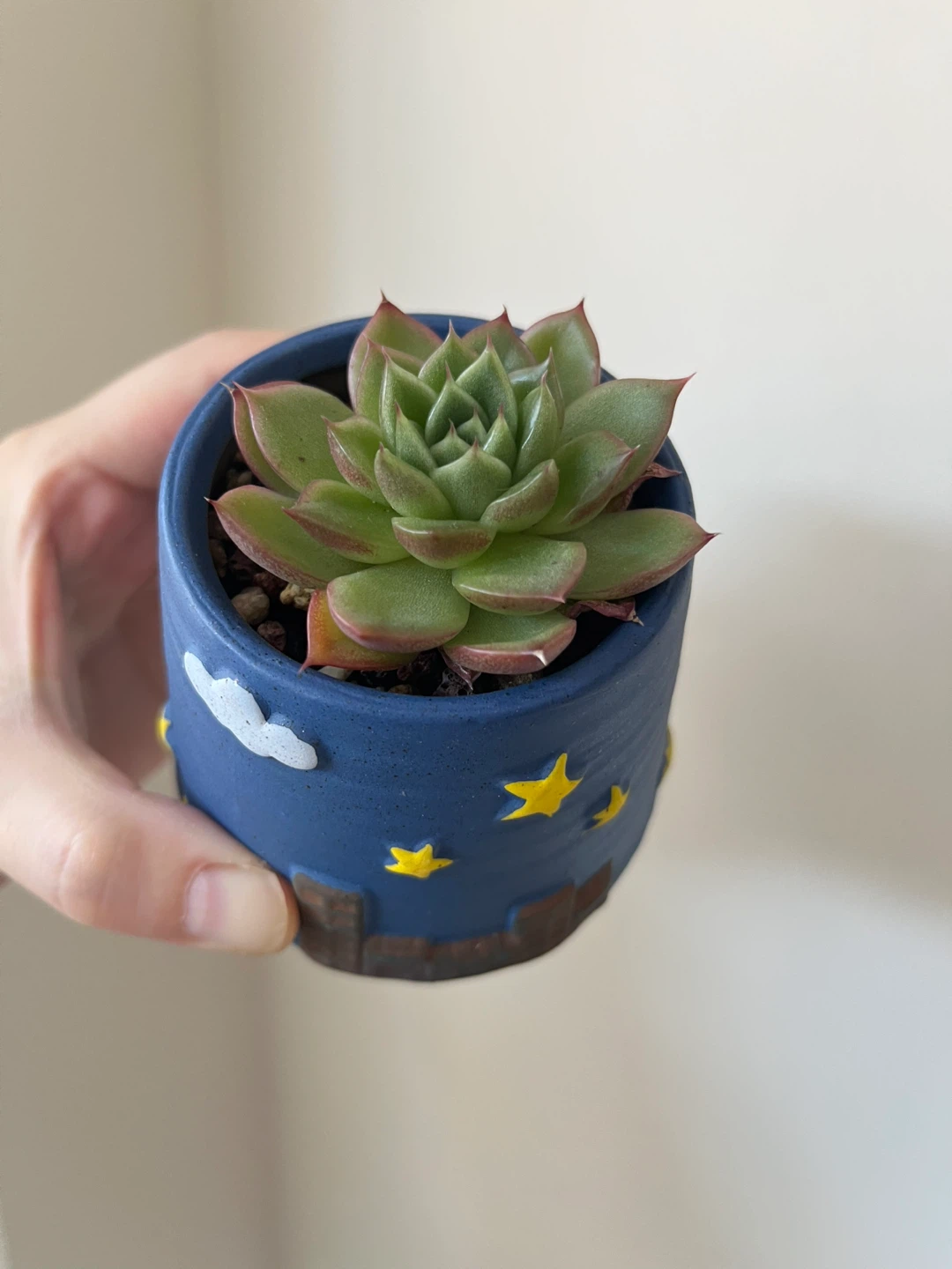 Rare Succulent in a small Blue Starry Pot