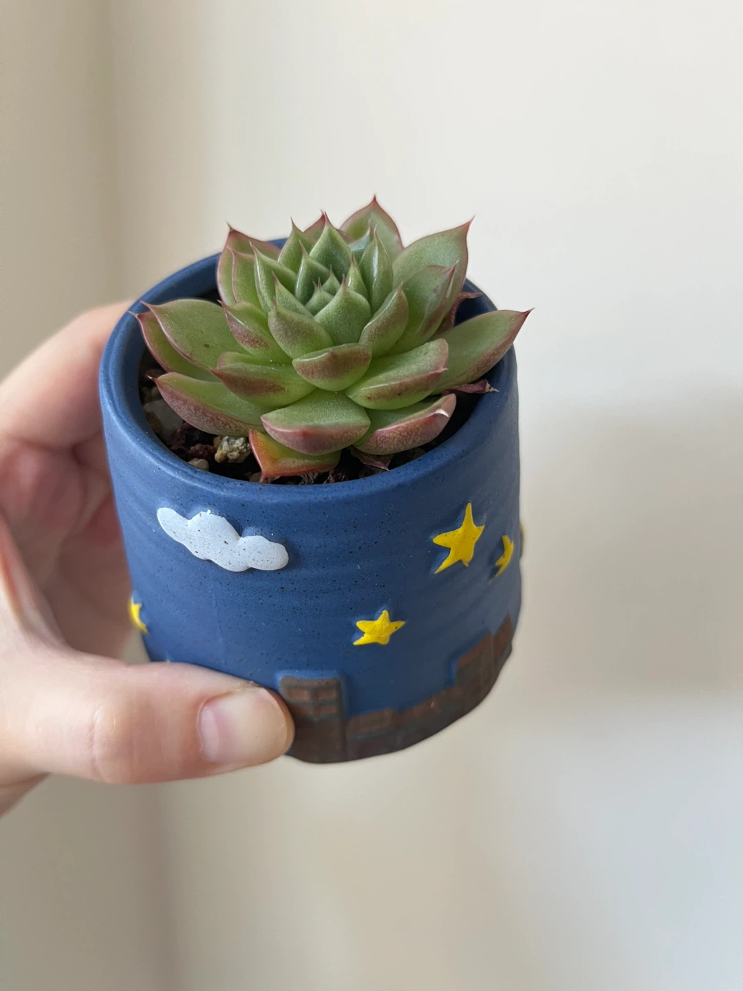 Rare Succulent in a small Blue Starry Pot - photo 2