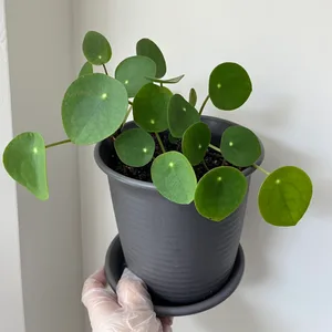 Healthy Pilea Peperomioides Plant in 6” Pot