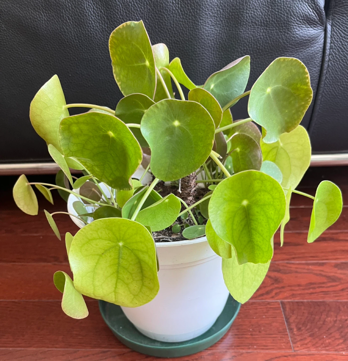 Healthy Pilea Peperomioides Plant