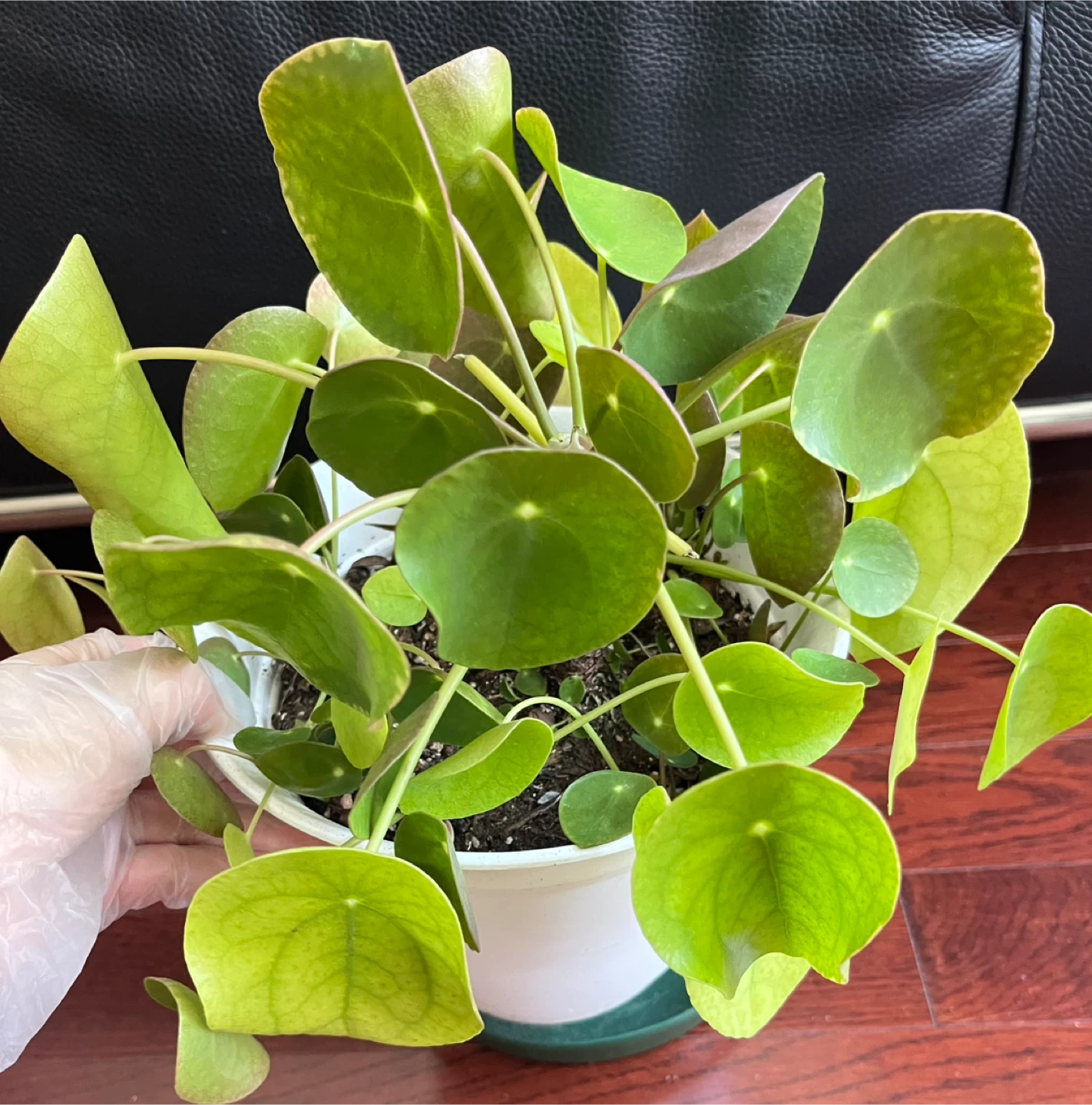 Healthy Pilea Peperomioides Plant - photo 2