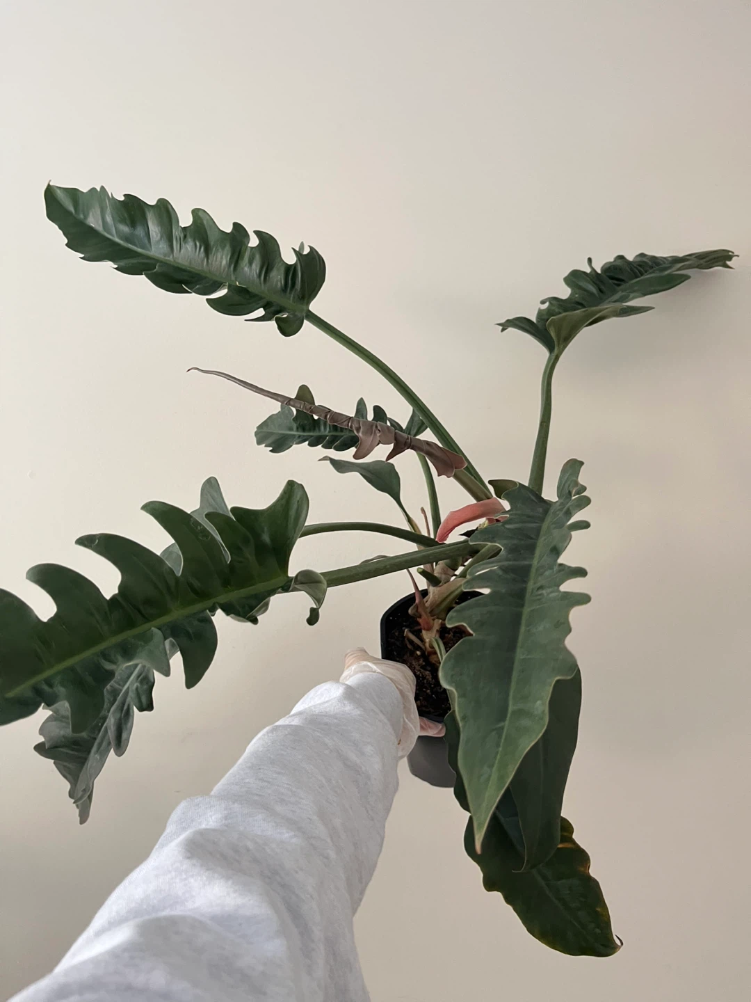 Healthy Philodendron Narrows
