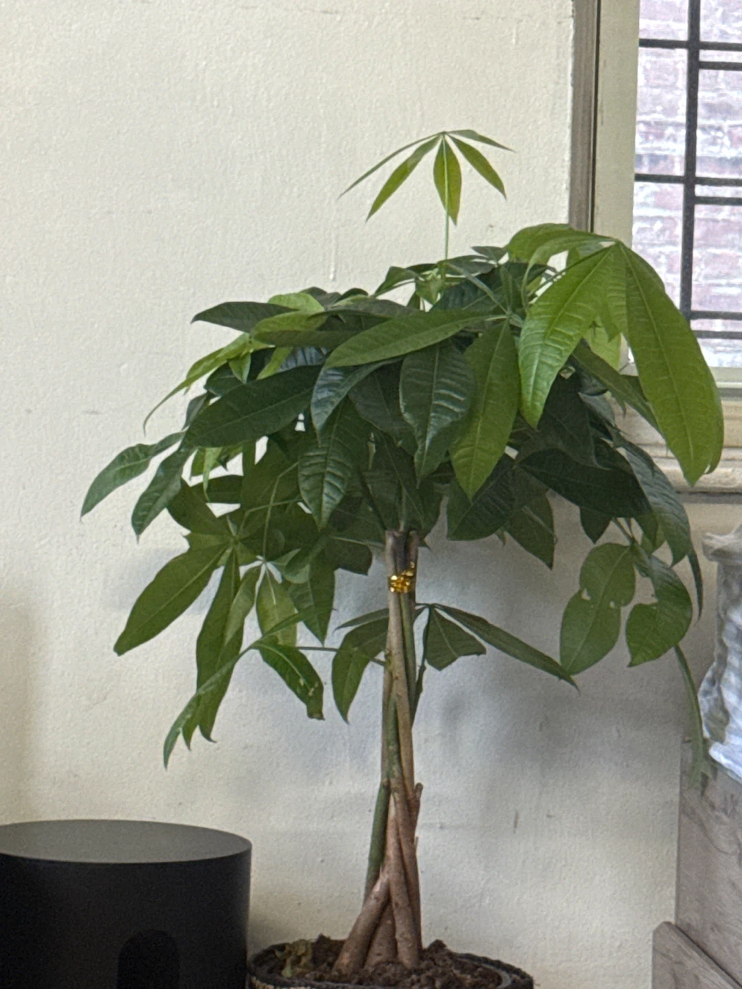 Money Tree Plant🧡 - photo 2