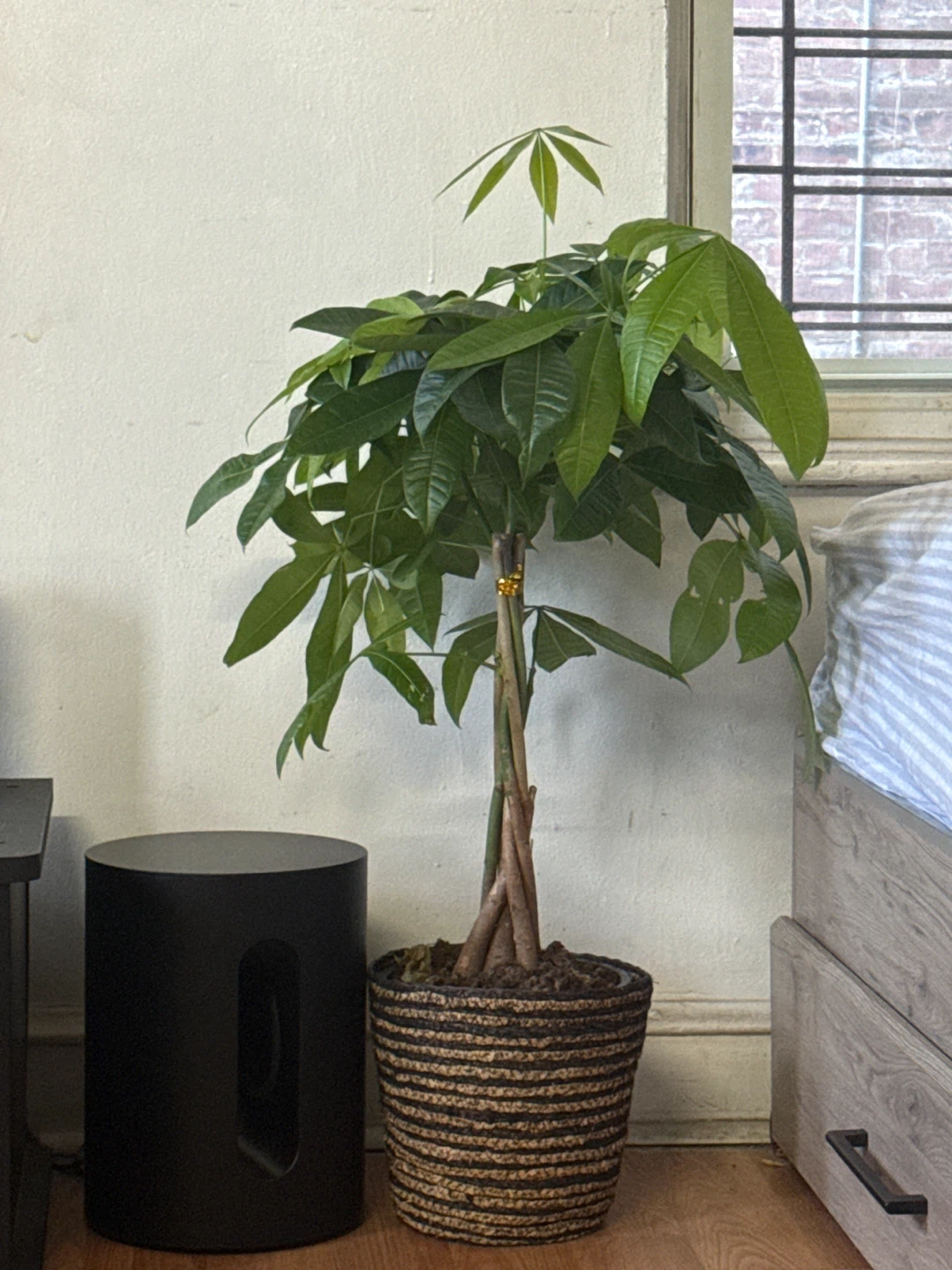 Money Tree Plant🧡