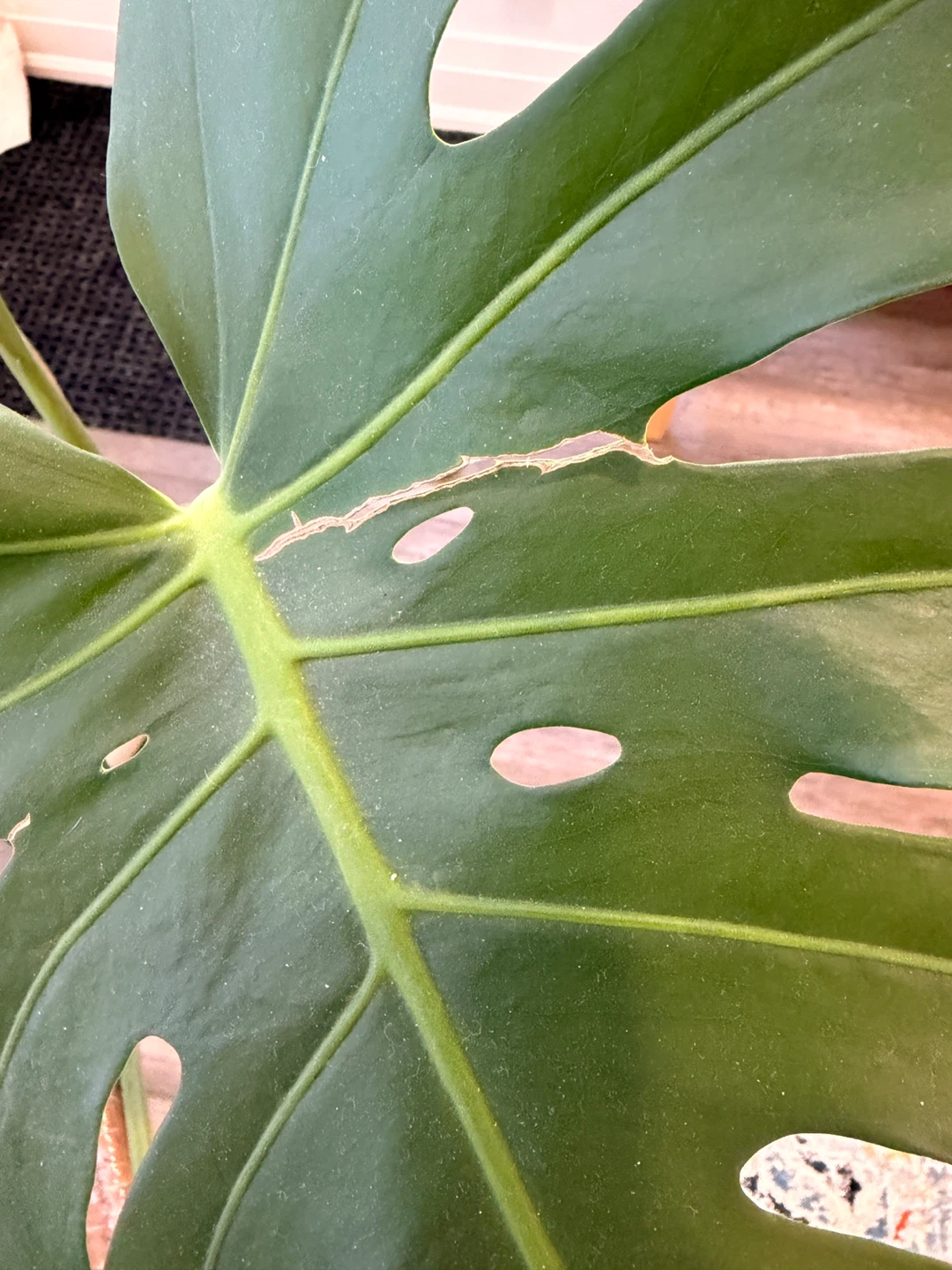 Monstera and Pot for Sale - photo 5