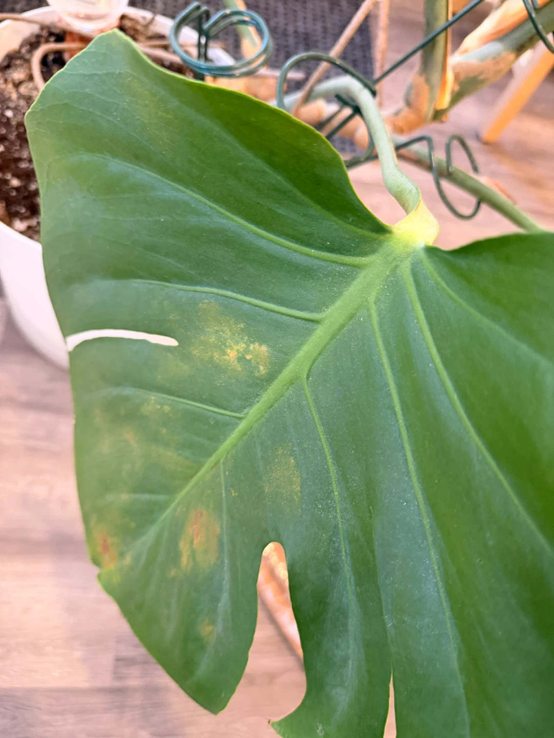 Monstera and Pot for Sale - photo 4