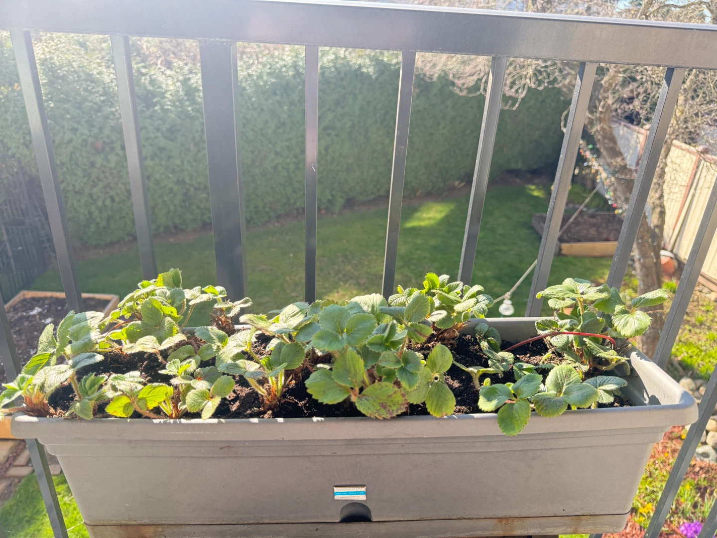 Strawberry Plants in Planter Box