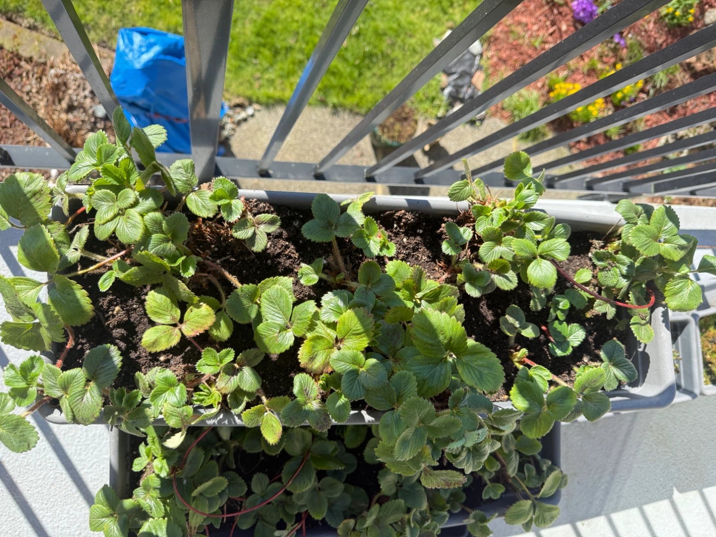 Strawberry Plants in Planter Box - photo 2