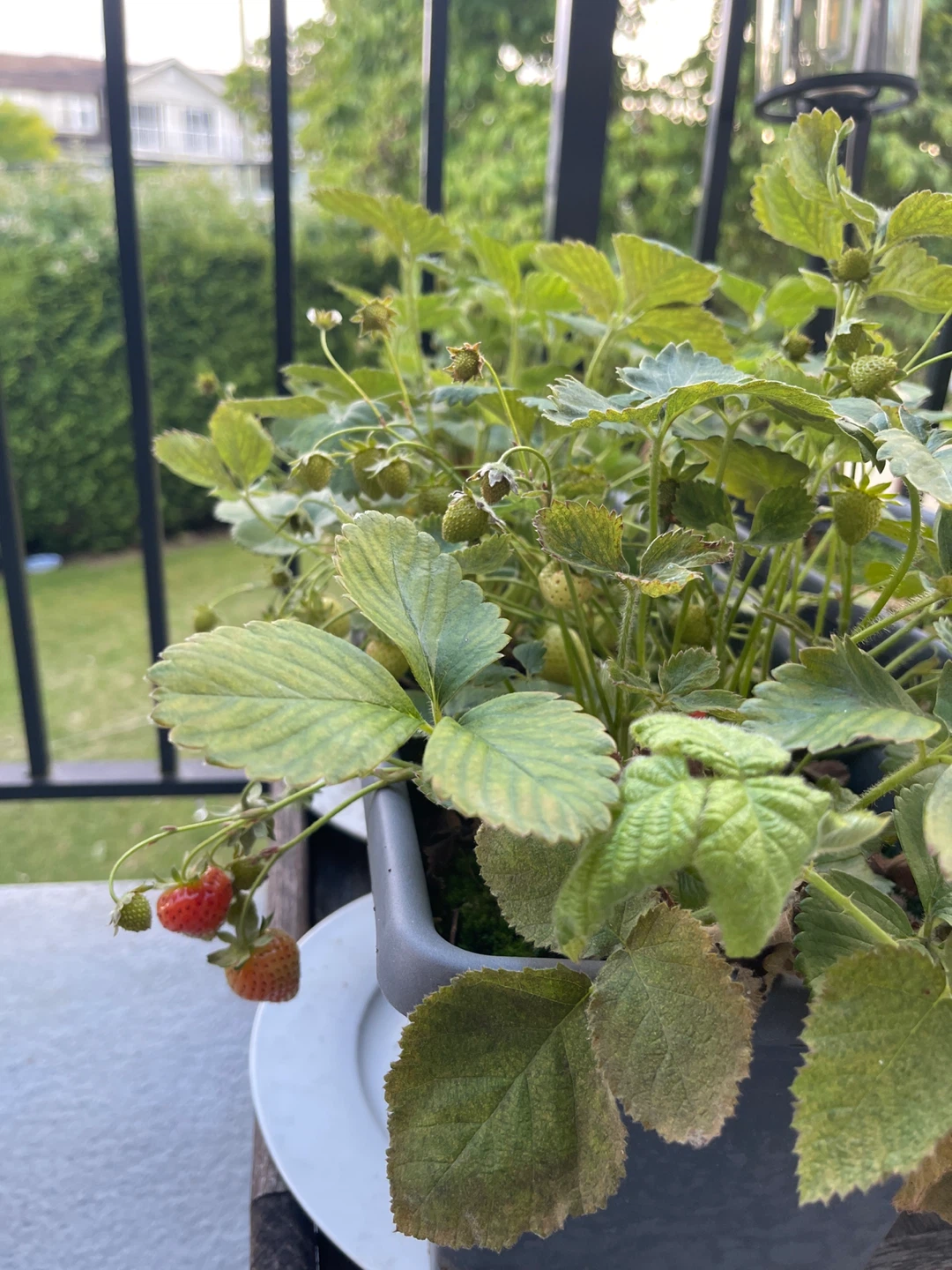 Strawberry Plants in Planter Box - photo 3