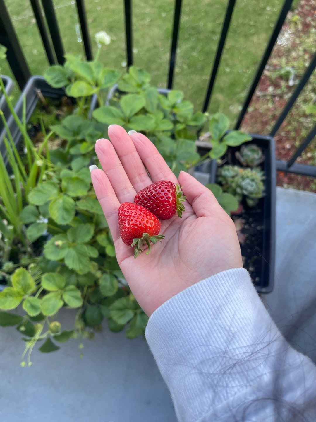 Strawberry Plants in Planter Box - photo 5