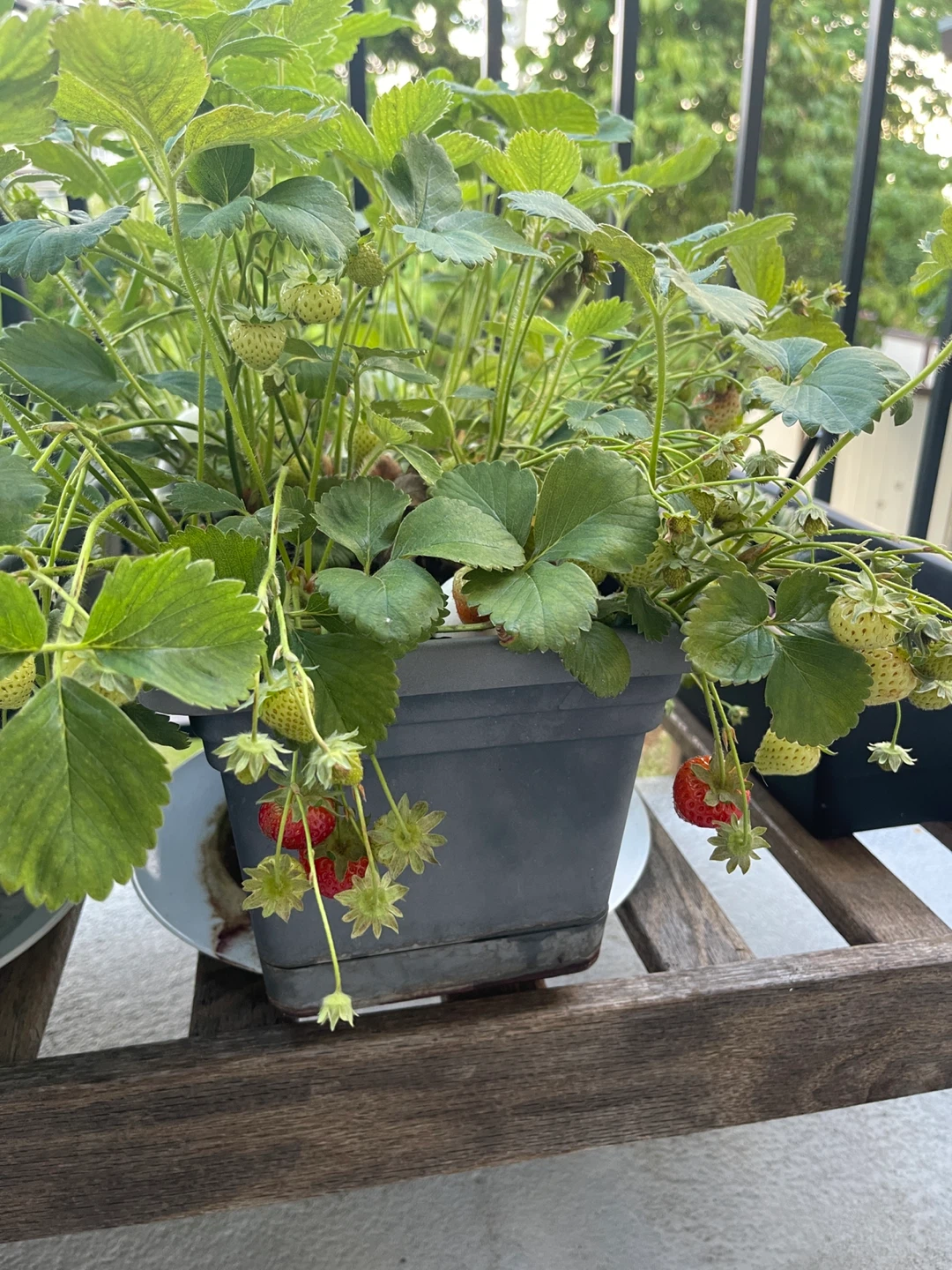 Strawberry Plants in Planter Box - photo 4