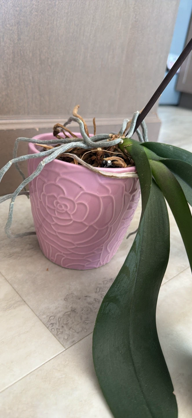 Orchid Plant in Decorative Pink Pot