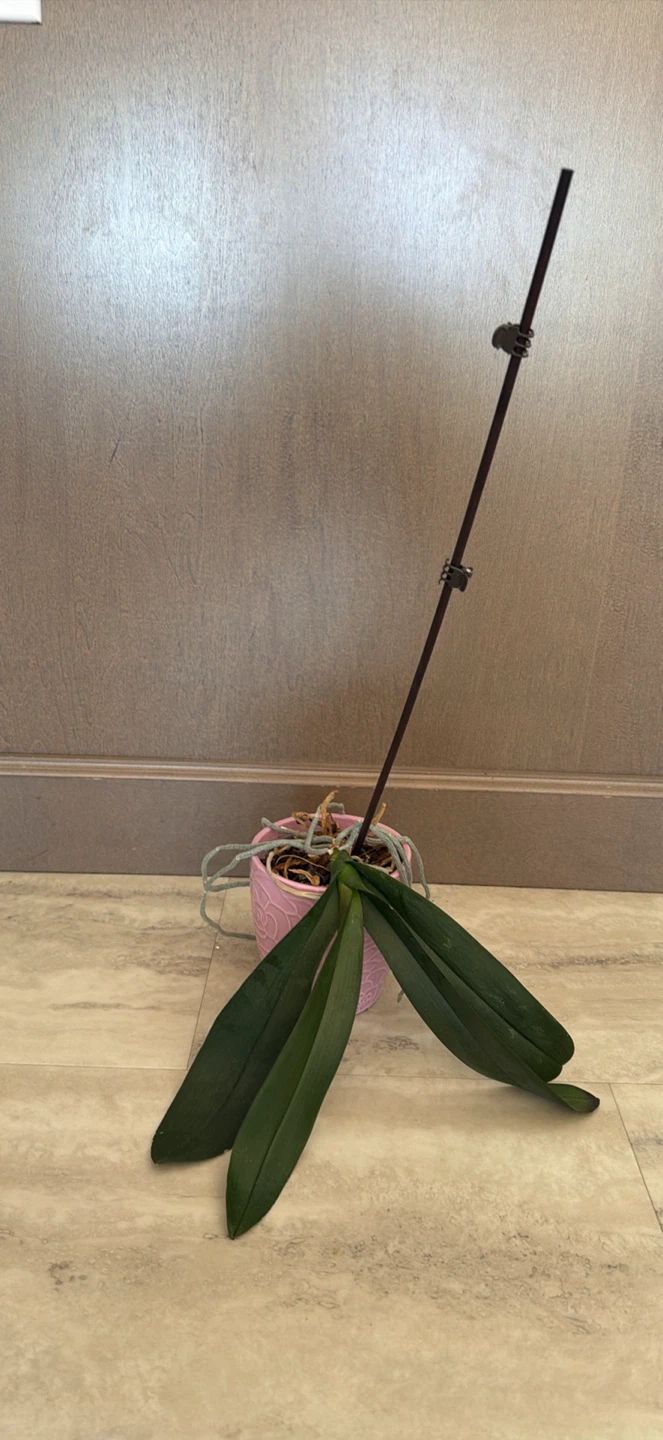 Orchid Plant in Decorative Pink Pot - photo 2