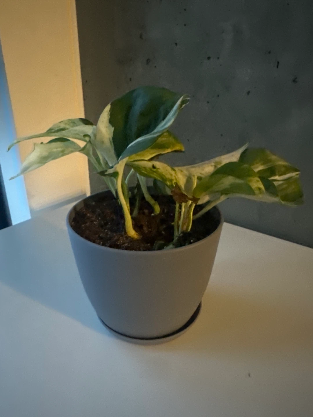 Marble Pothos Plant in Grey Pot