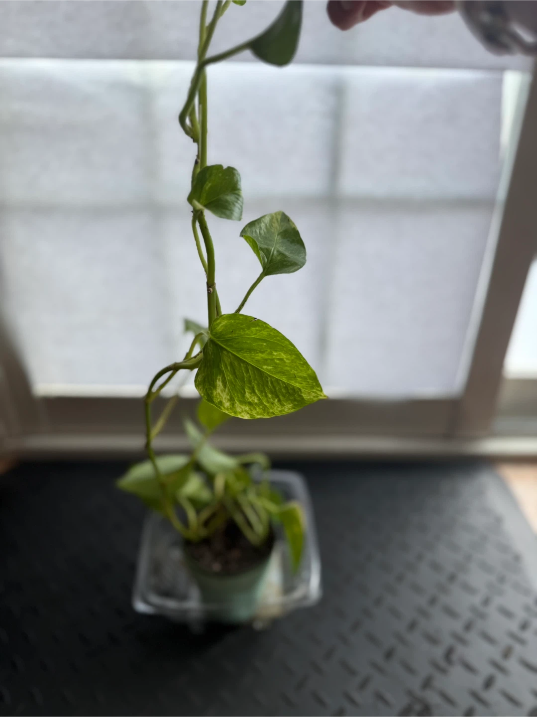 Pothos Plant in Pot 🧡 - photo 2