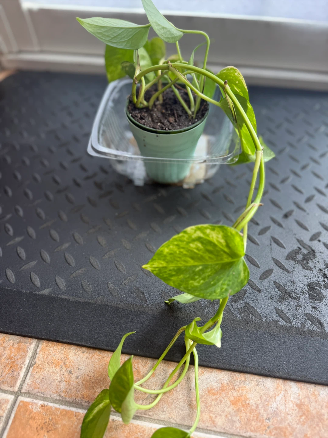 Pothos Plant in Pot 🧡 - photo 3