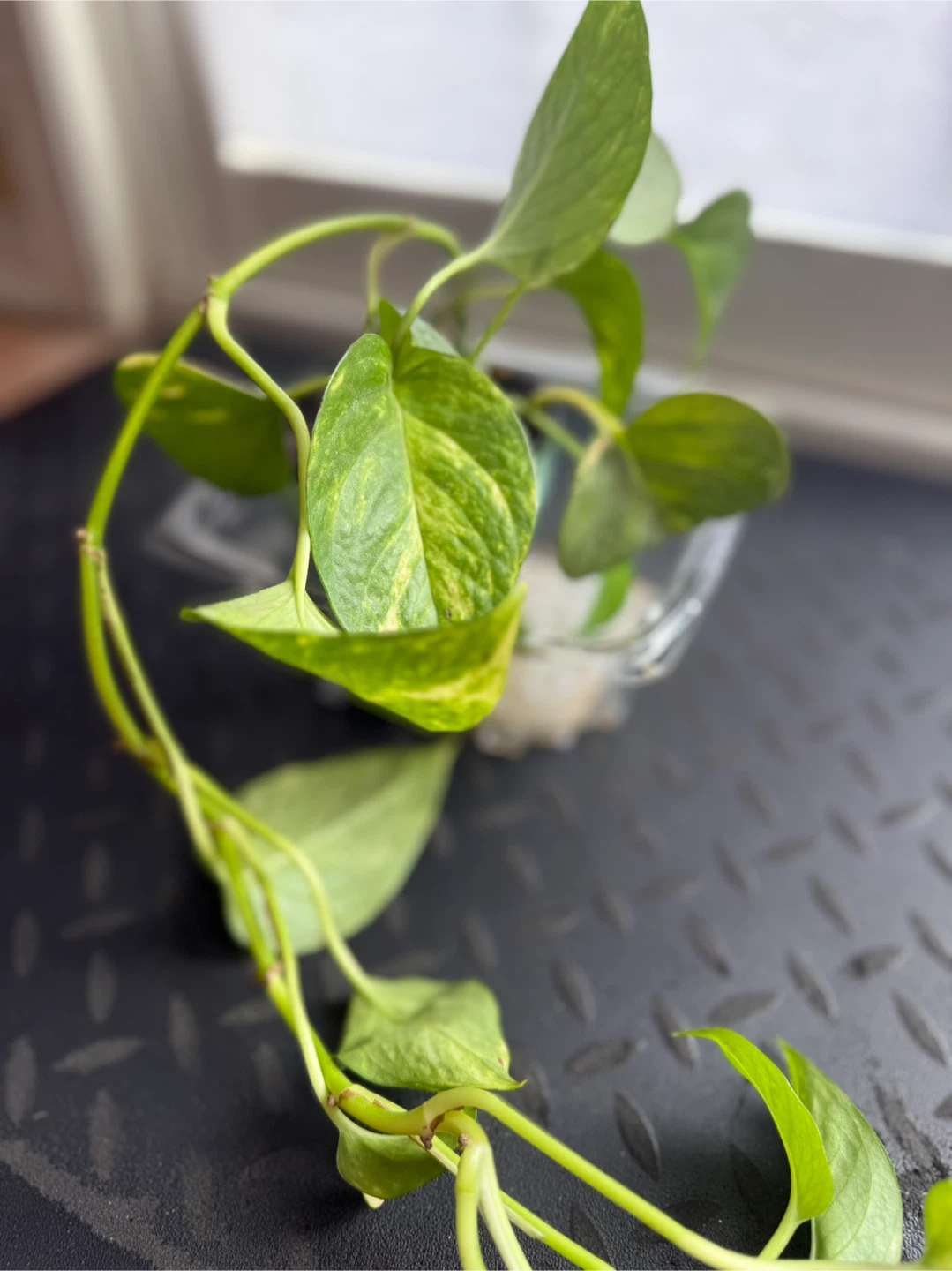 Pothos Plant in Pot 🧡