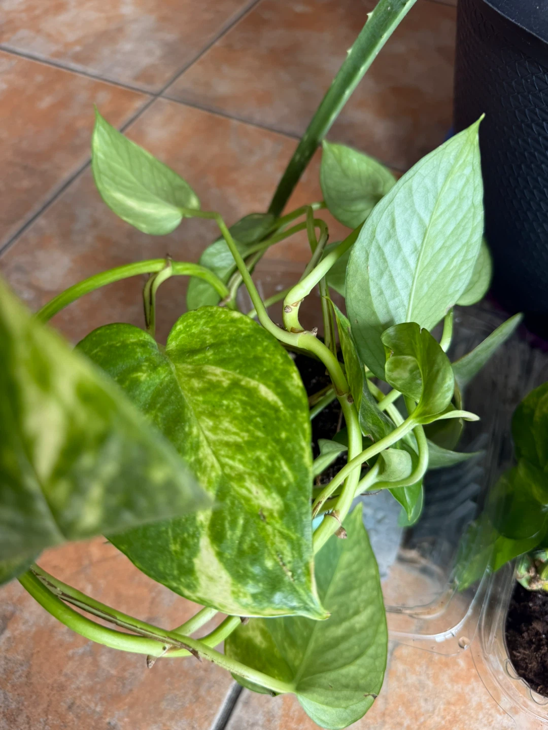 Pothos Plant in Pot 🧡 - photo 4