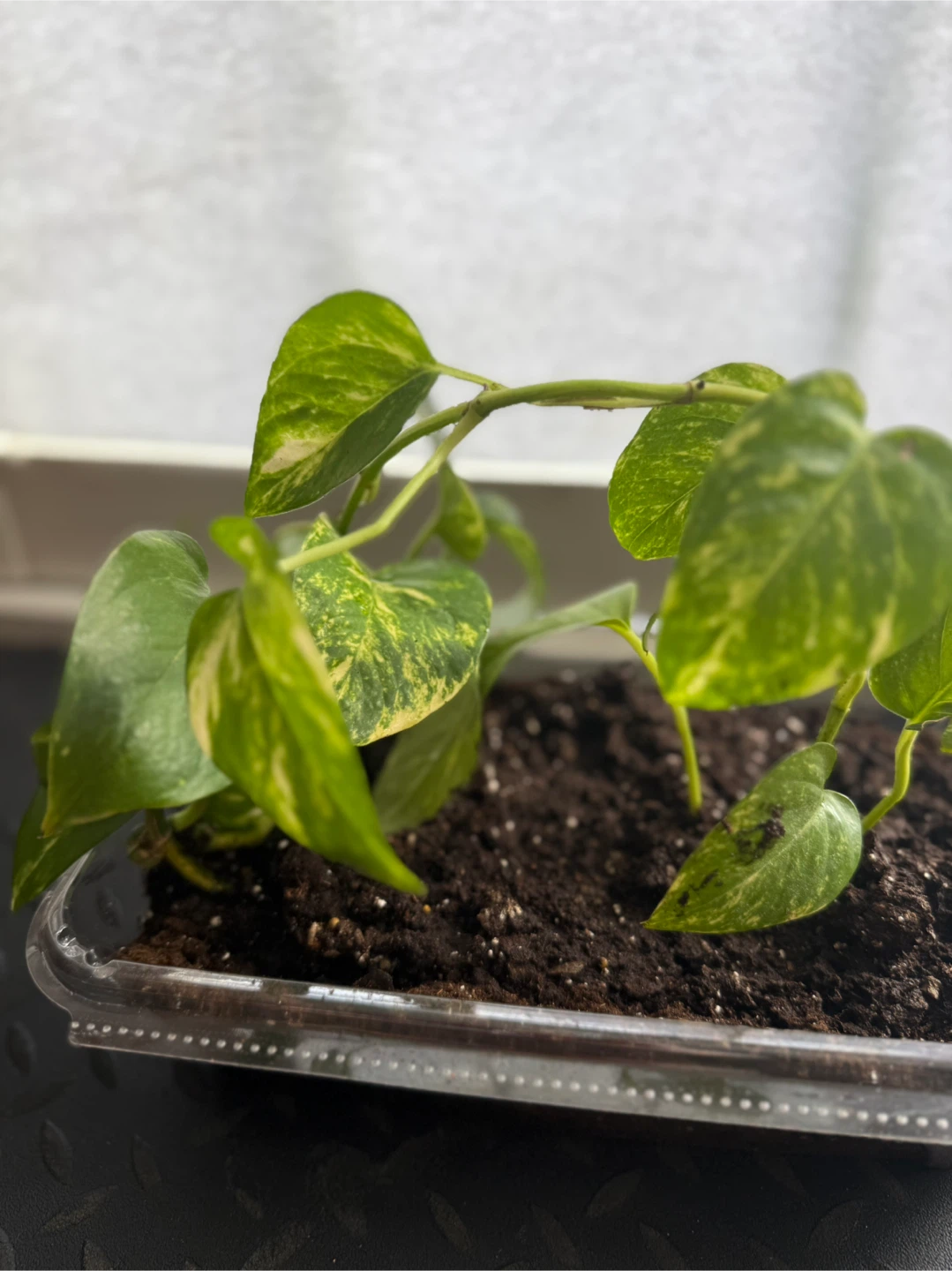 Golden Pothos Plant in Clear Container 🧡