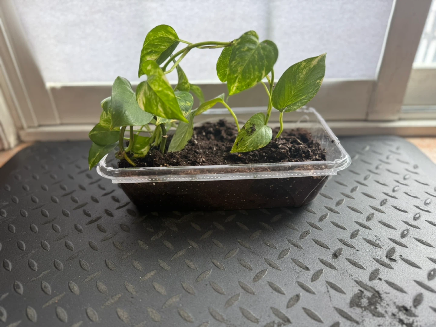 Golden Pothos Plant in Clear Container 🧡 - photo 2