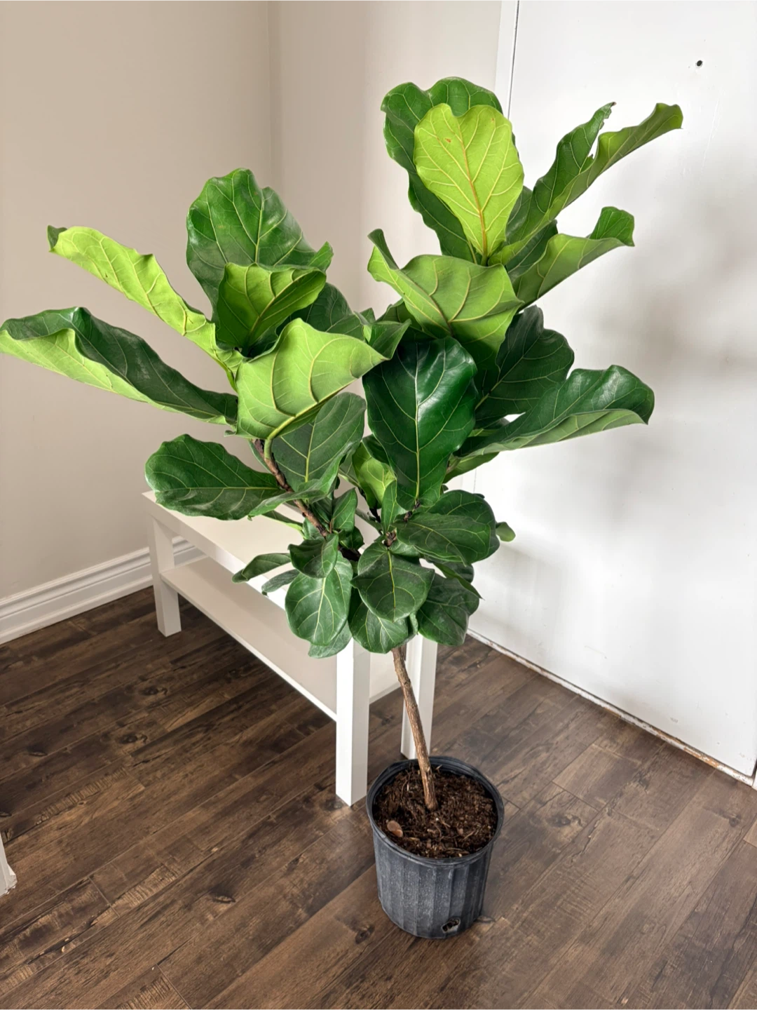 Fiddle Leaf Fig Plant