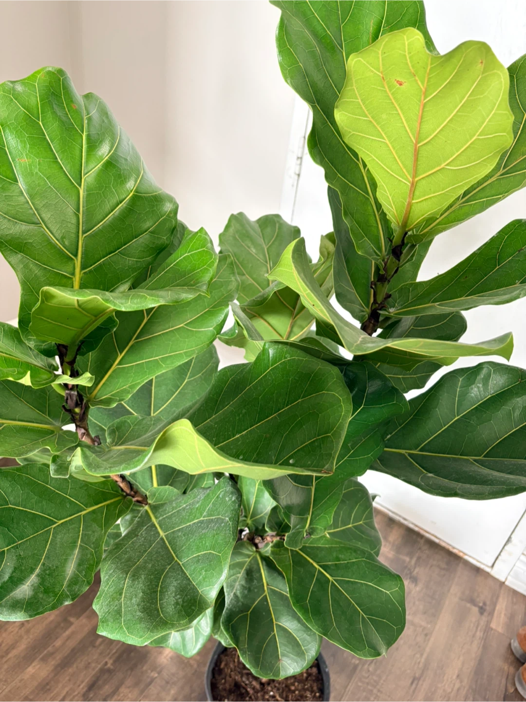 Fiddle Leaf Fig Plant - photo 2