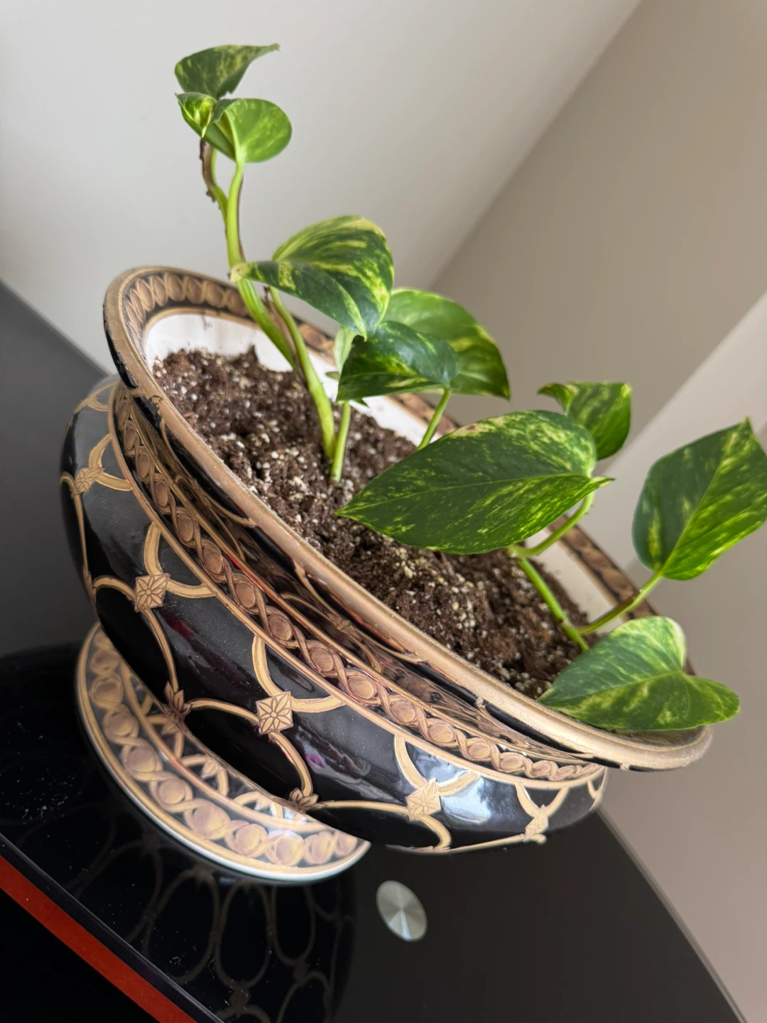 Pothos Plant in Decorative Pot