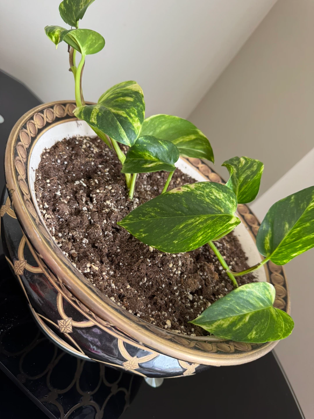 Pothos Plant in Decorative Pot - photo 3