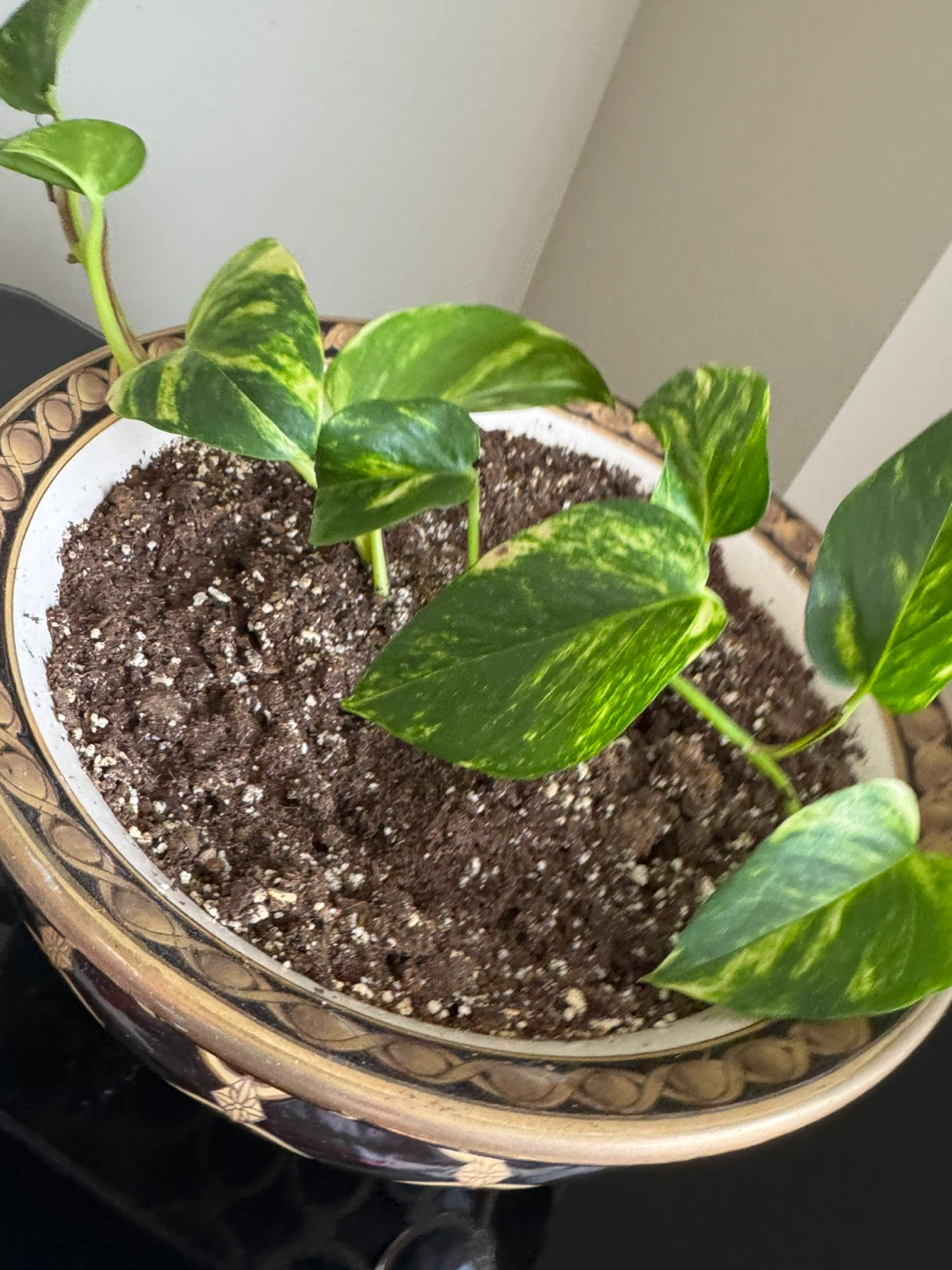 Pothos Plant in Decorative Pot - photo 2