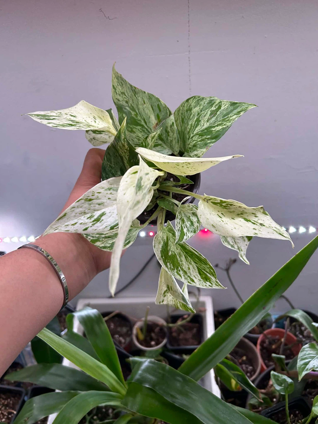 Snow Queen pothos 🧡