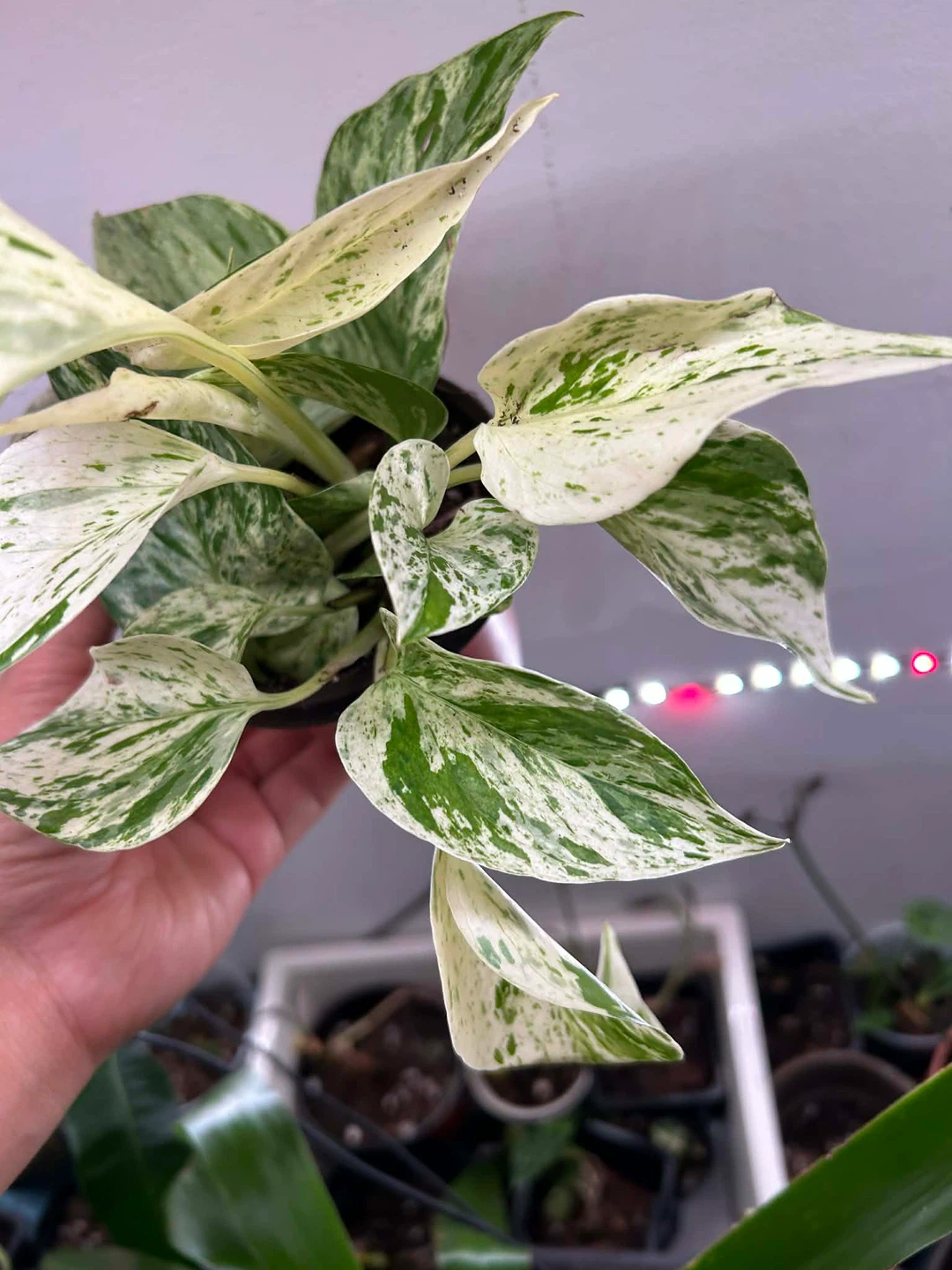 Snow Queen pothos 🧡 - photo 2