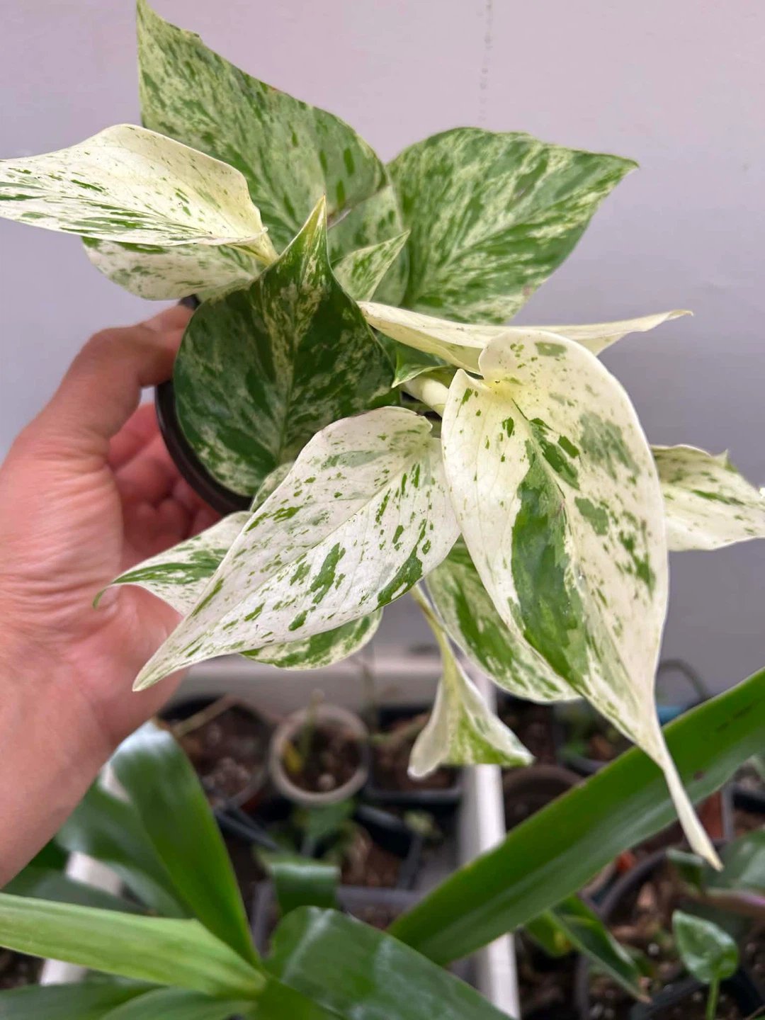 Snow Queen pothos 🧡 - photo 3