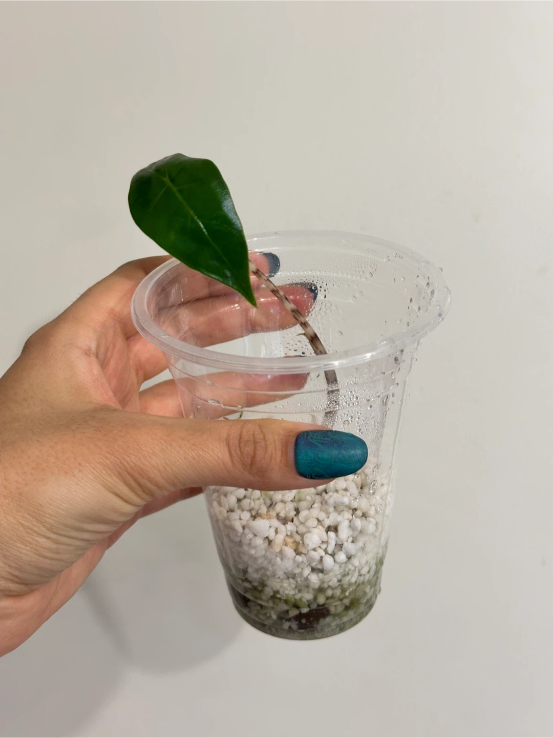 Alocasia Zebrina Plant - photo 2