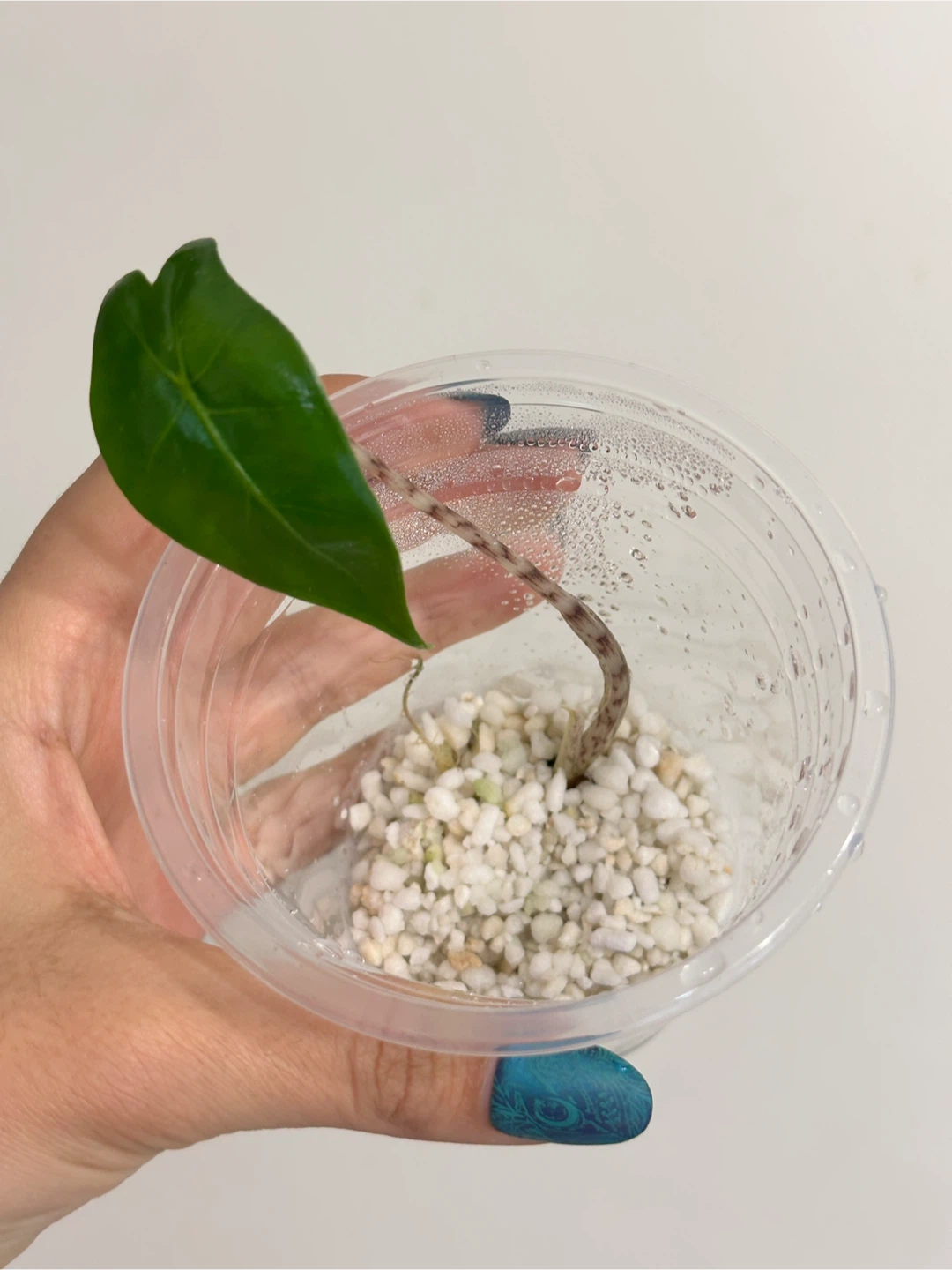 Alocasia Zebrina Plant