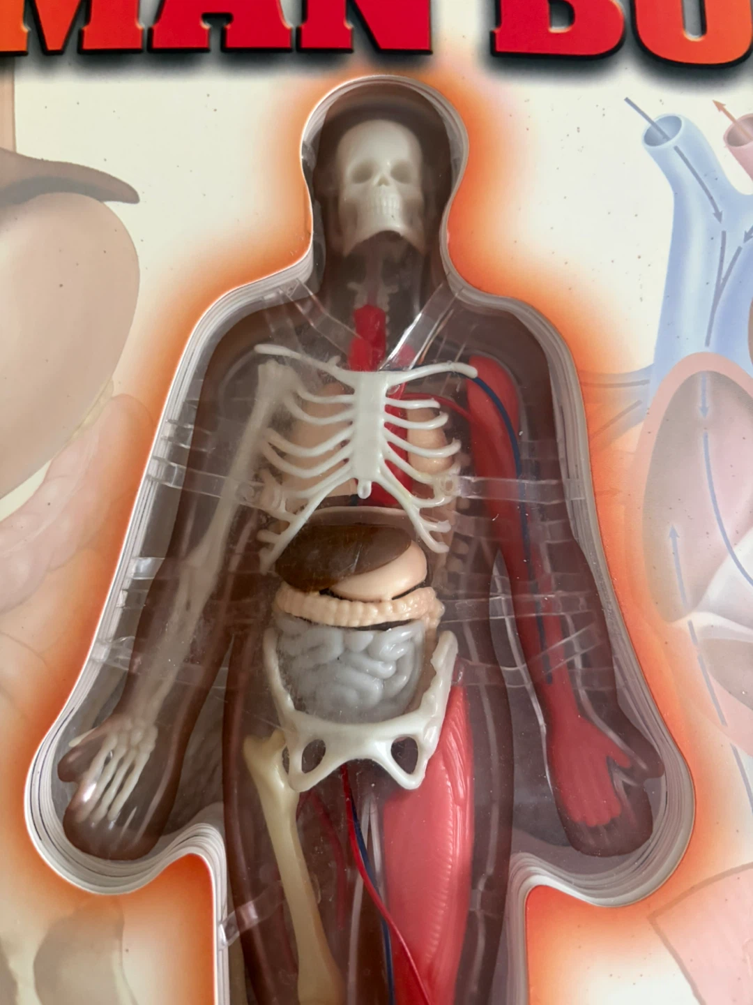 3D HUMAN BODY BOOK - photo 2