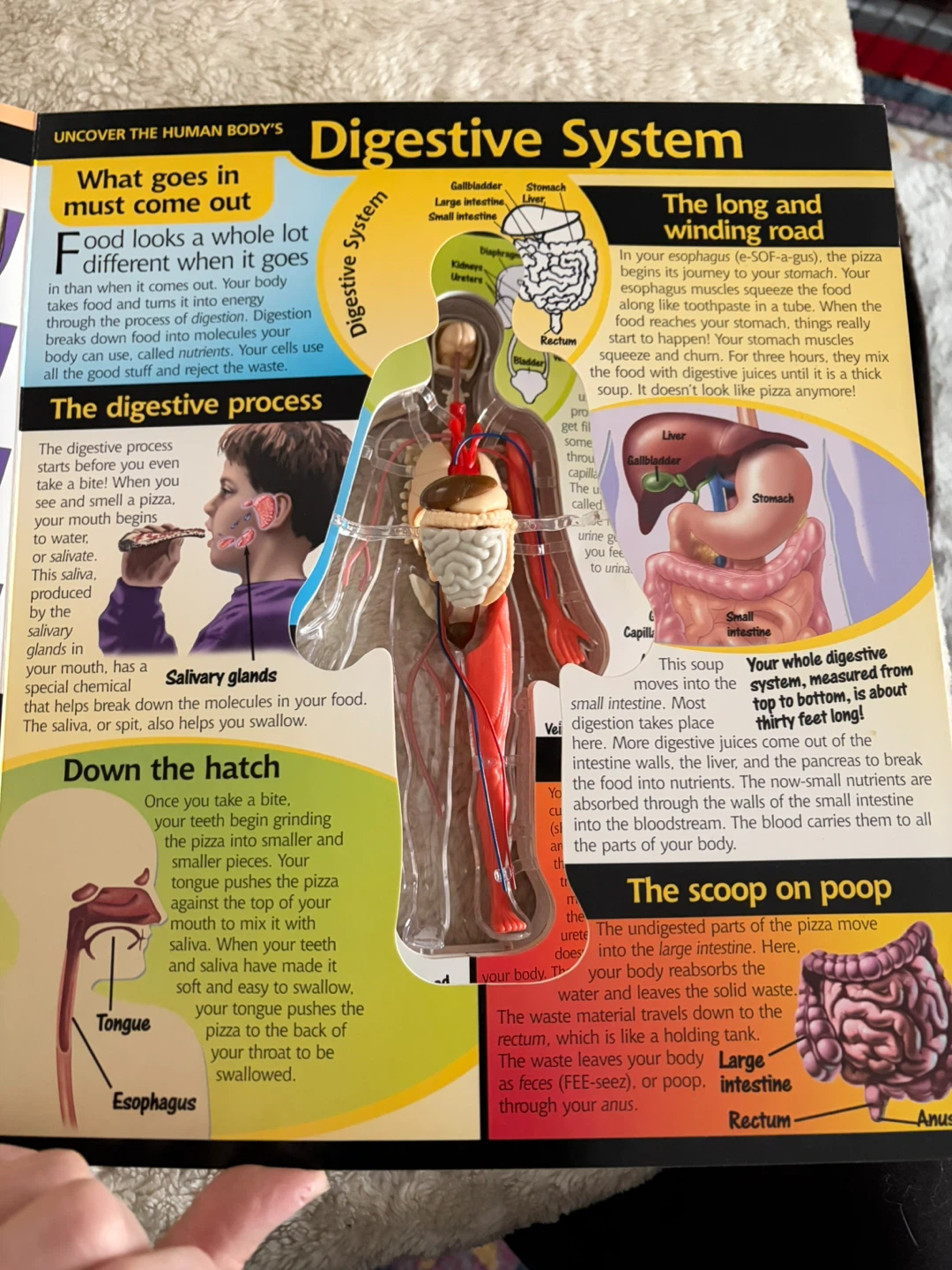 3D HUMAN BODY BOOK - photo 5