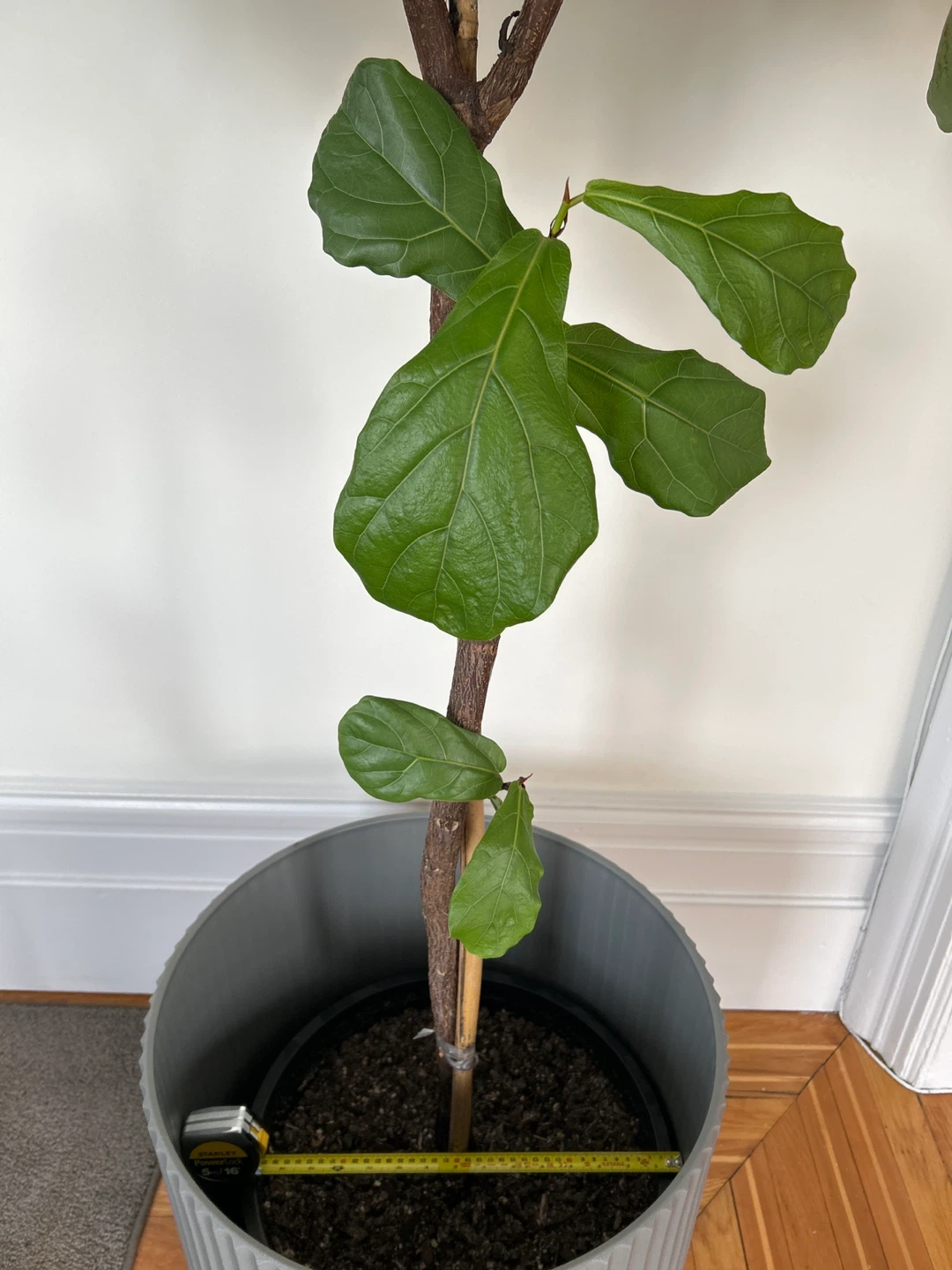 Fiddle Leaf Fig Plant - photo 5