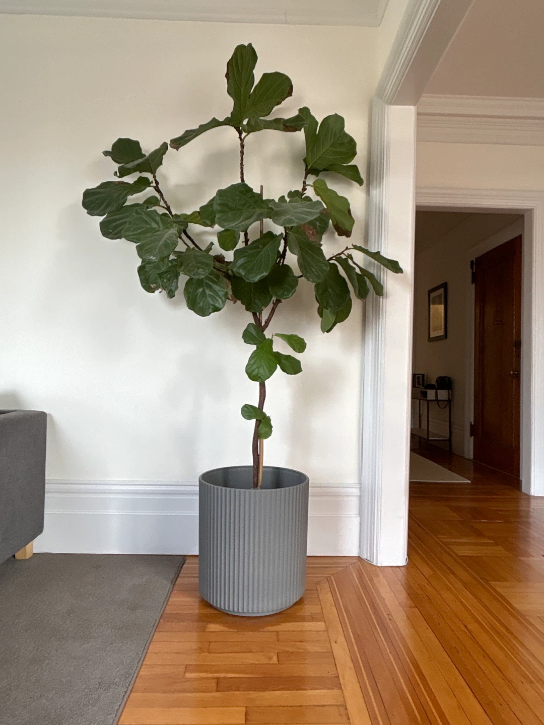 Fiddle Leaf Fig Plant