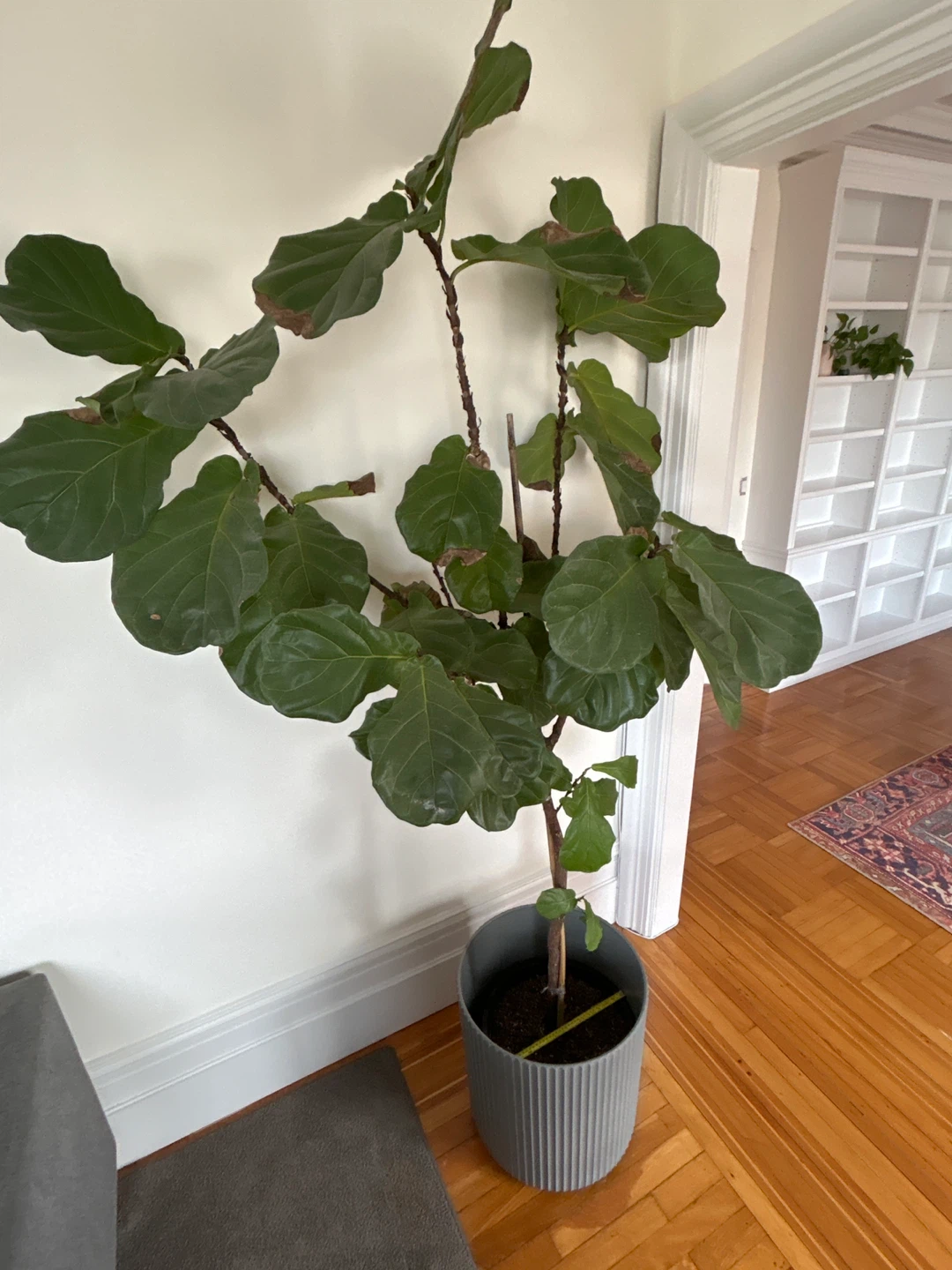 Fiddle Leaf Fig Plant - photo 2