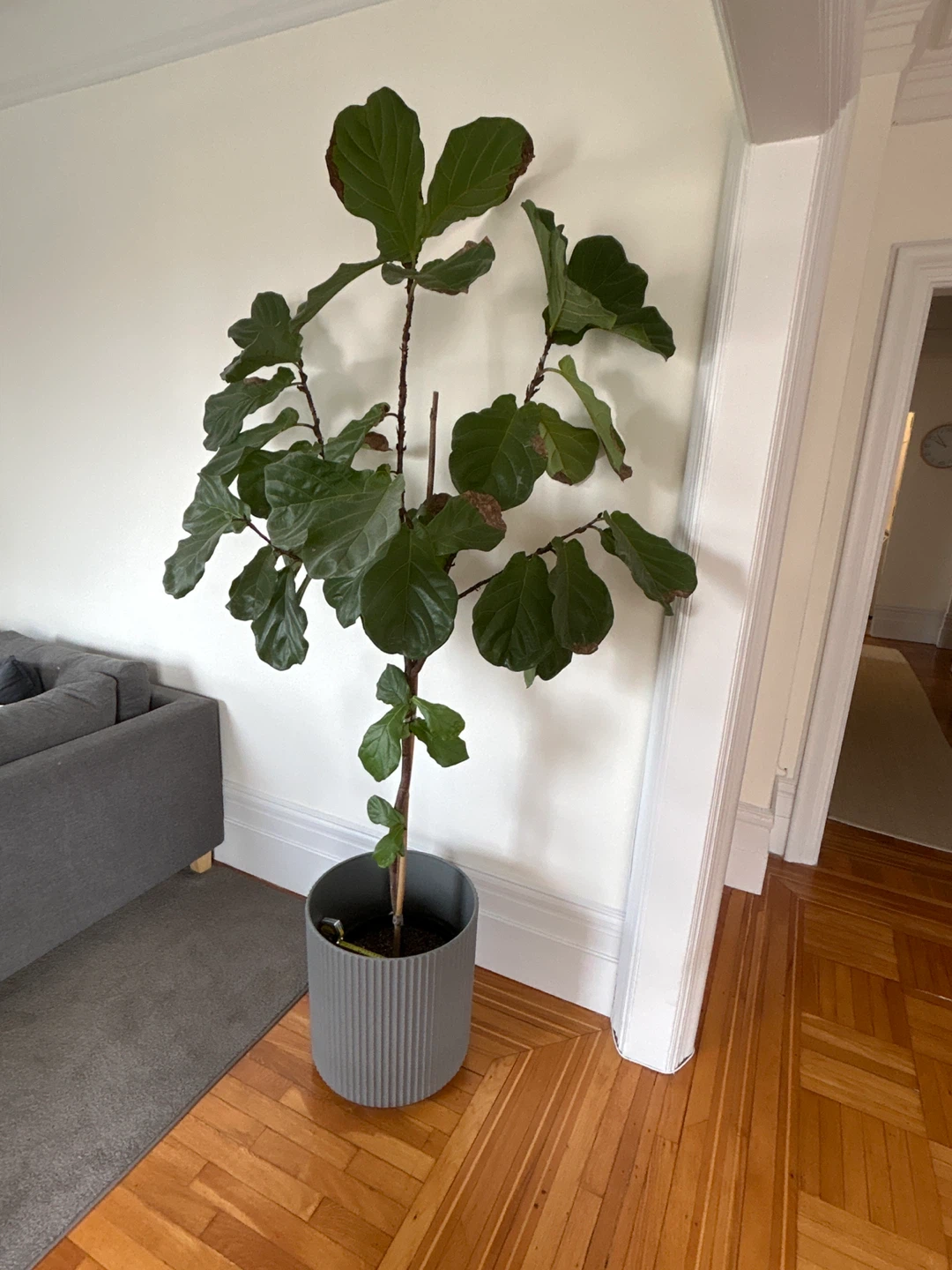 Fiddle Leaf Fig Plant - photo 4