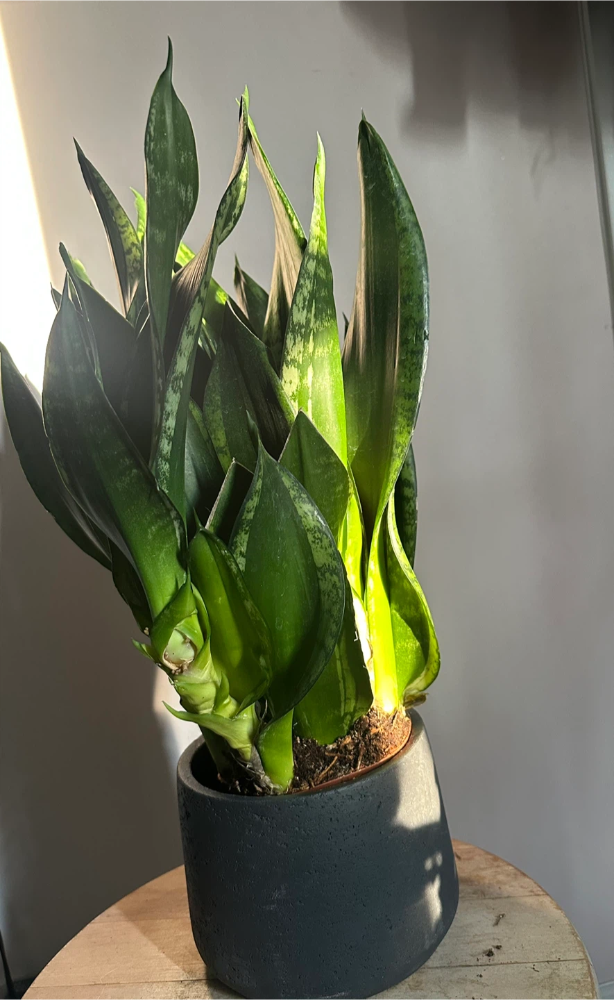 Snake Plant in Modern Pot
