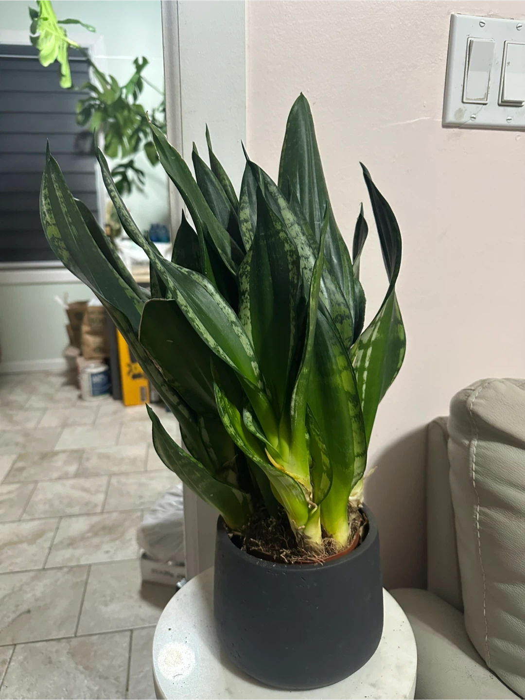 Snake Plant in Modern Pot - photo 2