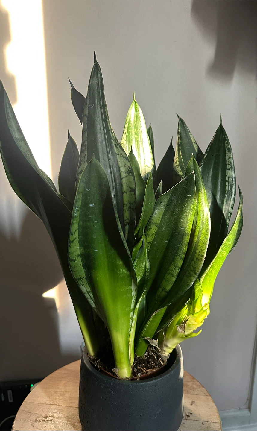Snake Plant in Modern Pot - photo 3