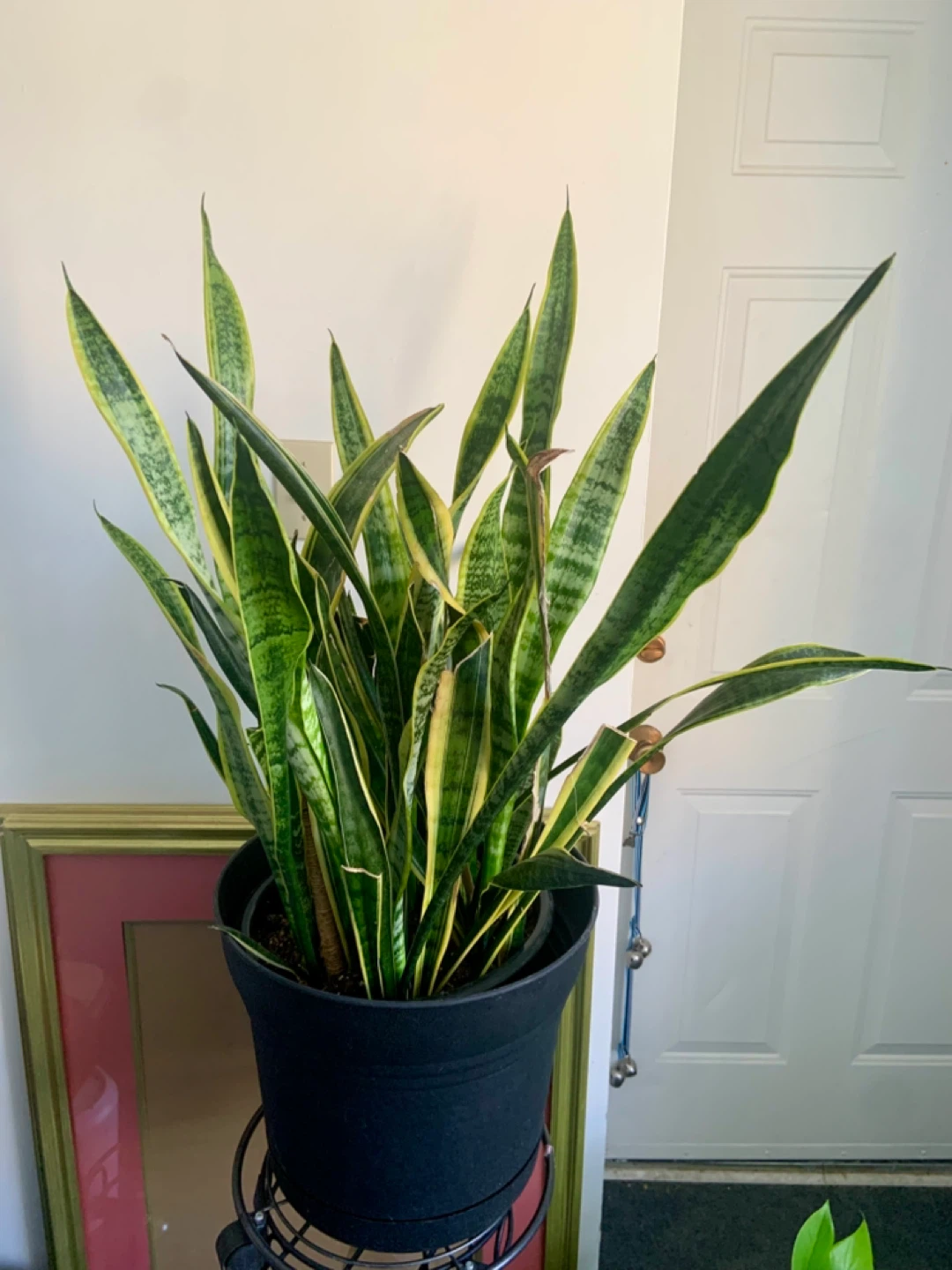 Large Snake Plant in Black Pot - photo 3