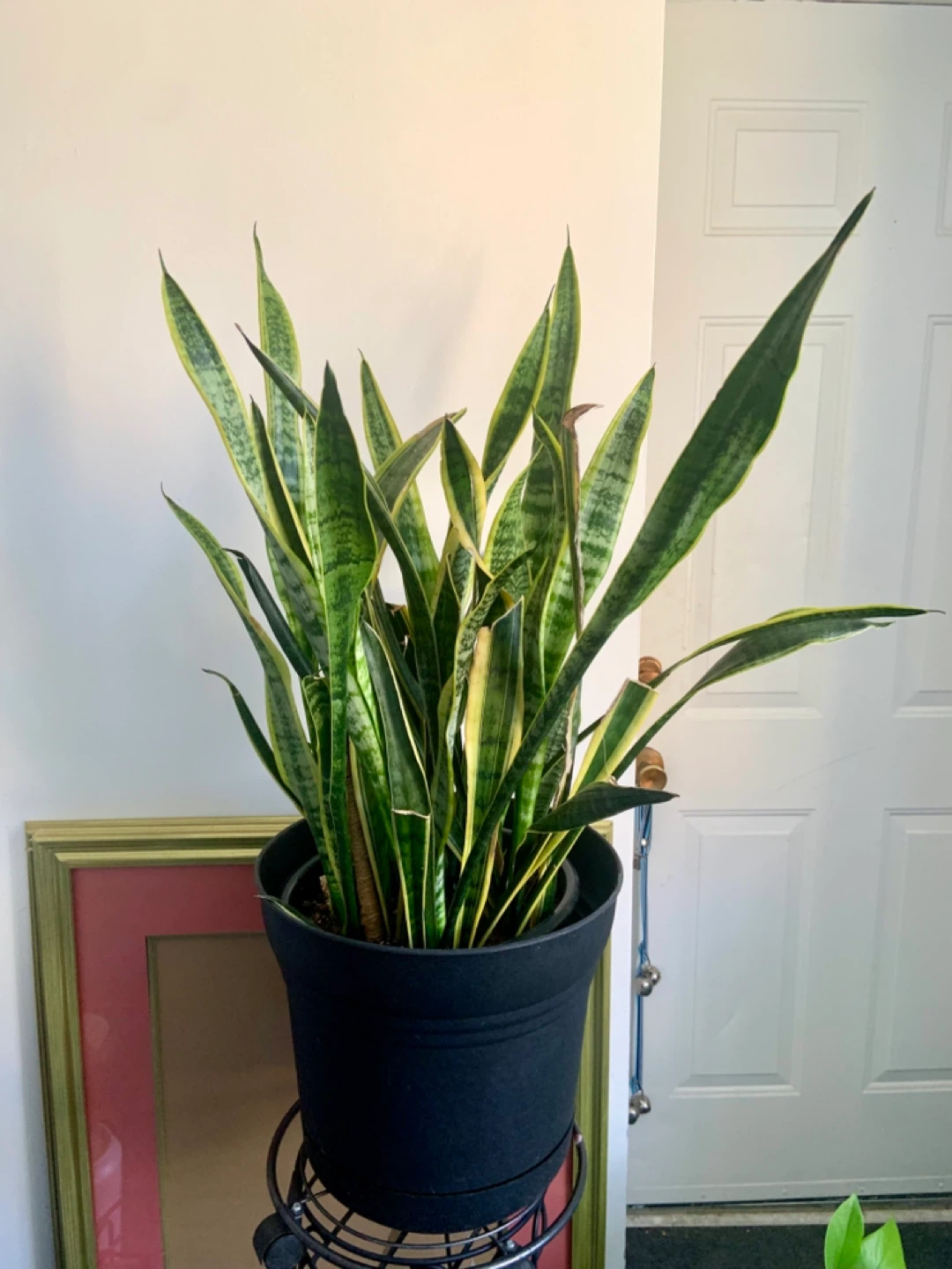 Large Snake Plant in Black Pot